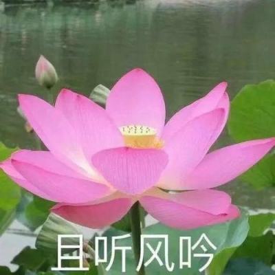 “全球文化IP产业发展大会”2024谷子数字纪念票限量发行